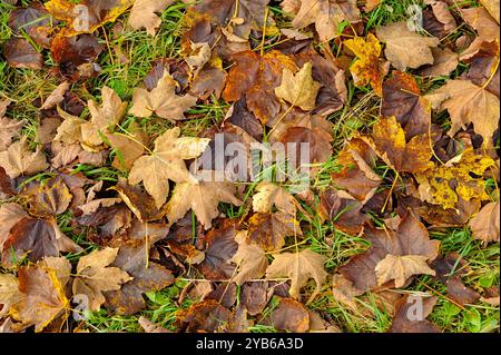 Gefallene Blätter in Braun- und Gelbtönen bedecken grünes Gras. Stockfoto