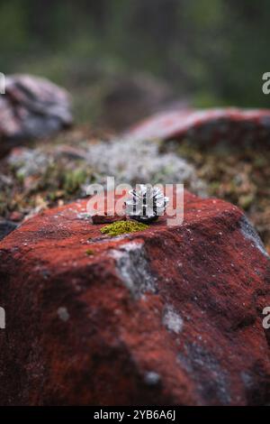 Ein getrockneter Tannenzapfen, der auf einem roten Felsen sitzt. Herbstfarben und Vibe. Stockfoto