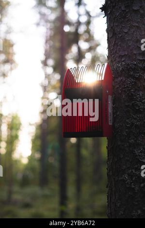 Ein Beerenpflücker hängt am Baum, das Sonnenlicht leuchtet durch einen Pflücker und lässt ihn düster und traumhaft aussehen. Stockfoto