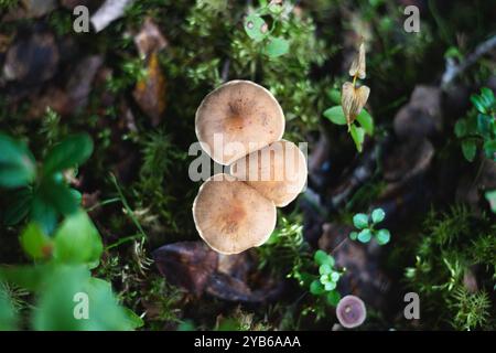 Eine Gruppe von drei Kiemenpilzen auf einem moosigen Waldboden. Stockfoto