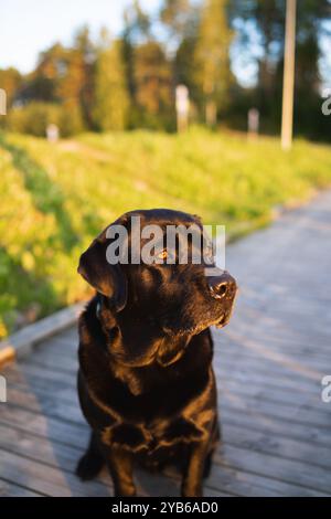 Black labrador Retriever sitzt auf einem Pier und genießt warmes nächtliches Wetter und Sonnenuntergang. Stockfoto