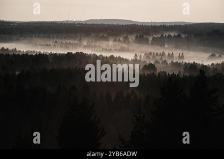 Nebelschichten über magischem Wald. Stockfoto