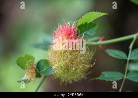 Robin's Pin Kissen, Rose Bedeguar Gall, Diplolepis Rosae, detailliertes Rot und Grün auf einer wilden Rose Stockfoto