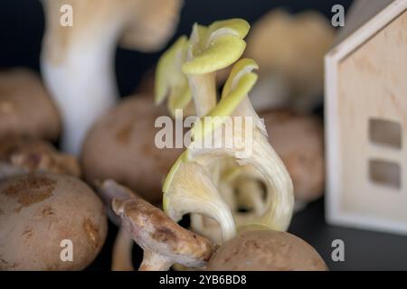 Nahaufnahme von frisch gesammelten Pilzen neben einem kleinen dekorativen Holzhaus auf einer dunklen Oberfläche, die Konzepte von Frische, Bio-Lebensmittel vermitteln Stockfoto