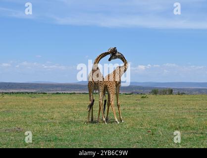 Zwei afrikanische männliche Giraffen, die sich in Maasai Mara National Natu um die Dominanz über eine Herde von Weibchen kümmern, um sich in der Paarungszeit mit ihnen zu paaren Stockfoto