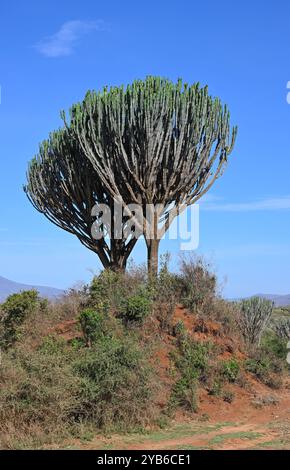 Bäume Afrikas. Kerzenleuchter (Euphorbia Candelabrum) wachsen entlang der Straße. Kenia. Stockfoto