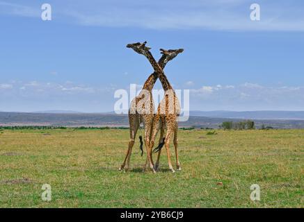 Afrikanische männliche Giraffen, die um die Dominanz über eine Herde von Weibchen kämpfen, um sich in der Paarungszeit mit ihnen zu paaren, in Maasai Mara National Nature r Stockfoto