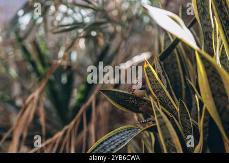 Zebra finch exotischer Vogel Taeniopygia guttata sitzt auf einem Baumzweig. . Hochwertige Fotos Stockfoto