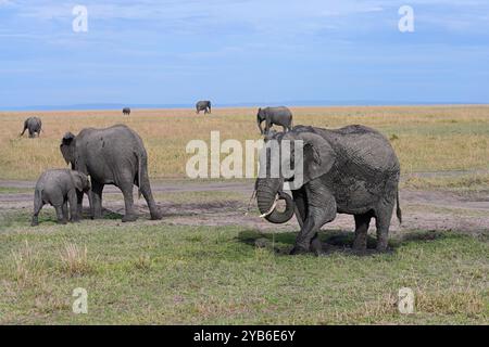 Ein großer männlicher Elefant spritzt in eine schlammige Pfütze und versucht, der Hitze zu entkommen. Kenia, Afrika Stockfoto