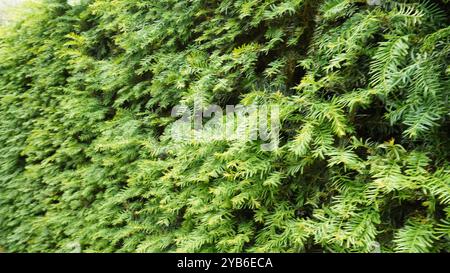 Hecken, Hecken und Hecken in Chiswick Gardens Stockfoto