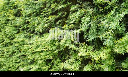 Hecken, Hecken und Hecken in Chiswick Gardens Stockfoto