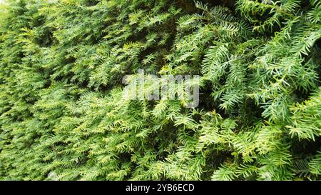 Hecken, Hecken und Hecken in Chiswick Gardens Stockfoto