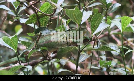 Grünes Chamäleon, das tagsüber im Ranomafana-Nationalpark in Madagaskar wunderbar versteckt ist. Stockfoto