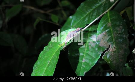 Nasenhörner Chamäleon (Calumma nasutum) auf einem Blatt im Ranomafana-Nationalpark, Madagaskar, Südostafrika, während der Nacht Stockfoto