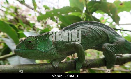 Calumma parsonii, endemische Chamäleonarten, die auf einem Zweig in Andasibe, Madagaskar, sitzen. Horizontale Erfassung tagsüber, grünes Chamäleon. Stockfoto