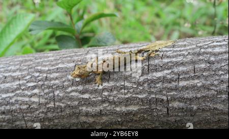 Der satanische Blattschwanzgecko (Uroplatus phantasticus), der in den Regenwäldern des östlichen Madagaskars beheimatet ist, ist ein Meister der Verkleidung. Stockfoto