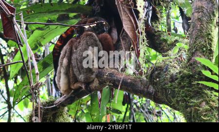 Familie von Peyrieras' Woolly Lemur (Avahi peyrierasi) Stockfoto