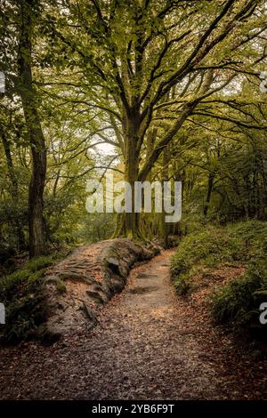Der Leet Path durch den alten Wald von Draynes Wood auf Bodmin Moor in Cornwall in Großbritannien. Stockfoto