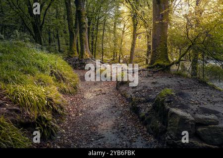 Der Leet Path durch den alten Wald von Draynes Wood auf Bodmin Moor in Cornwall in Großbritannien. Stockfoto