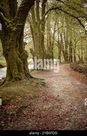 Golitha Falls. Der Beech Loop Pfad im alten Wald von Draynes Wood auf Bodmin Moor in Cornwall in Großbritannien. Stockfoto