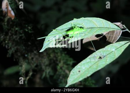Große Grille auf Blatt im Cuyabeno National Reserve in Ecuador. Stockfoto