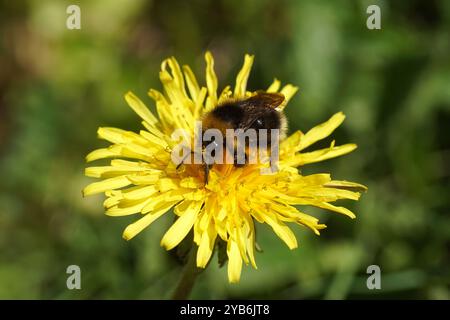 Kuckuckshummel Familie Apidae an der Blüte des Löwenzahns (Taraxacum officinale). Bombus sylvestris oder Bombus norvegicus. Frühling, Niederlande, Stockfoto
