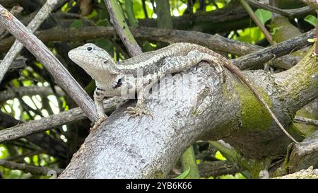 San Cristóbal Lava-Lizard (Microlophus bivittatus) sitzt auf einem Ast Stockfoto