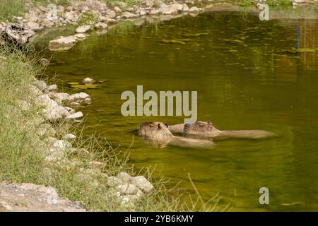 Eine Familie von Capybaras ruht im flachen Teil des Flusses in ihrem natürlichen Lebensraum Stockfoto
