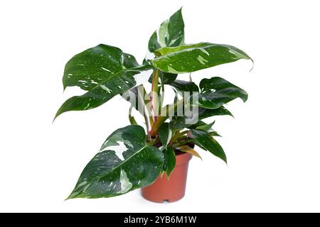 Tropische „Philodendron White Princess“ Zimmerpflanze auf weißem Hintergrund Stockfoto