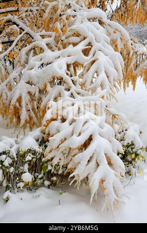 Weiße flauschige, schneebedeckte Äste der Lärche mit gelben Nadeln nach dem ersten Schneefall. Landschaft im frühen Winter oder Spätherbst - Märchen von Natur Stockfoto