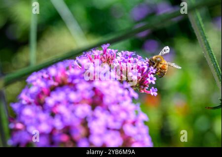 Nahaufnahme einer Biene, die Nektar aus den Blüten auf einem Purpletop Eisenkraut (Verbena bonariensis) im Sommer in einem englischen Garten extrahiert. Stockfoto
