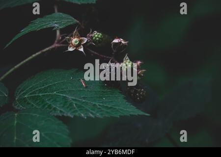 Nahaufnahme reifender Brombeeren mit tiefgrünen Blättern in schattiger Waldlage Stockfoto