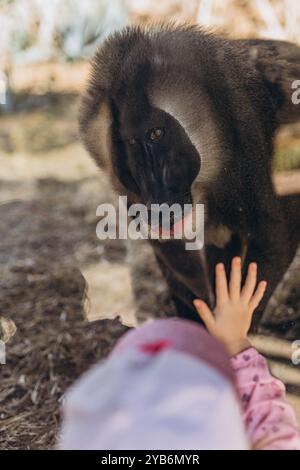 Das kleine Mädchen berührt die Pfote eines großen Affen Dril durch das Glas des Zoos und schafft einen berührenden Moment der Einheit zwischen Mensch und Tier. Hohe qu Stockfoto