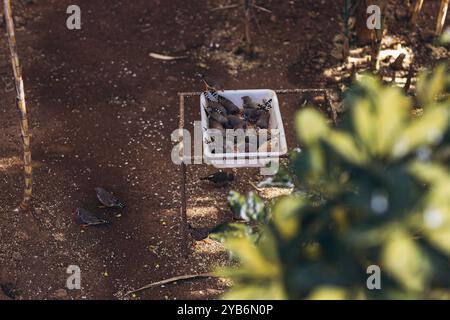 Zebra finch exotischer Vogel Taeniopygia guttata sitzt auf einem Baumzweig. . Hochwertige Fotos Stockfoto