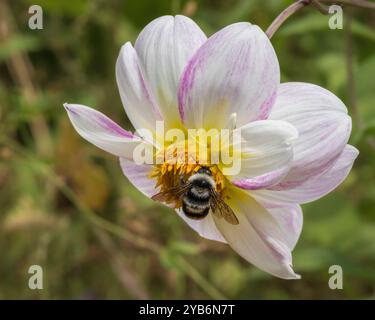 Nahaufnahme der blühenden weißen rosa und goldenen gelben Blume der Dahlia pinnata mit Hummel im Garten auf natürlichem Hintergrund Stockfoto