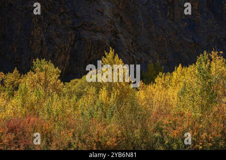 Colorful landscape view of backlit trees with autumn foliage in Khunjerab National Park, Hunza, Gilgit-Baltistan, Pakistan Stockfoto