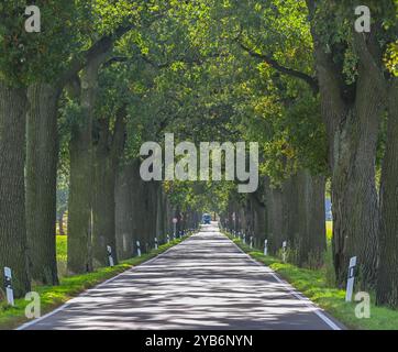 Trebnitz, Deutschland. Oktober 2024. Eine über 100 Jahre alte Eichenallee im Osten Brandenburgs. Der Tag der Avenue findet am 20. Oktober statt. Mit diesem Tag möchte eine Allianz von Naturschützern und Tourismusorganisationen die Aufmerksamkeit auf die Schönheit und Gefahren von baumgesäumten Straßen im Herbst lenken. Im Land Brandenburg gibt es rund 1.800 Kilometer Alleen. Quelle: Patrick Pleul/dpa/Alamy Live News Stockfoto