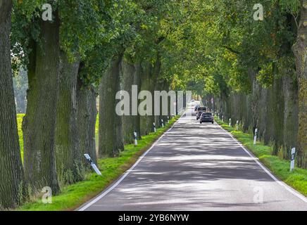 Trebnitz, Deutschland. Oktober 2024. Eine über 100 Jahre alte Eichenallee im Osten Brandenburgs. Der Tag der Avenue findet am 20. Oktober statt. Mit diesem Tag möchte eine Allianz von Naturschützern und Tourismusorganisationen die Aufmerksamkeit auf die Schönheit und Gefahren von baumgesäumten Straßen im Herbst lenken. Im Land Brandenburg gibt es rund 1.800 Kilometer Alleen. Quelle: Patrick Pleul/dpa/Alamy Live News Stockfoto