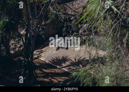 Junge Krokodile im ZOO im Krokodilpark Teneriffa. Hochwertige Fotos Stockfoto