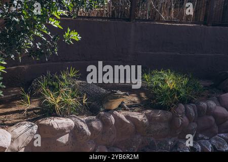 Junge Krokodile im ZOO im Krokodilpark Teneriffa. Hochwertige Fotos Stockfoto