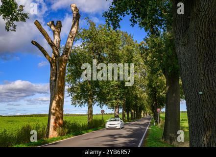 Trebnitz, Deutschland. Oktober 2024. Eine über 100 Jahre alte Eichenallee im Osten Brandenburgs. Der Tag der Avenue findet am 20. Oktober statt. Mit diesem Tag möchte eine Allianz von Naturschützern und Tourismusorganisationen die Aufmerksamkeit auf die Schönheit und Gefahren von baumgesäumten Straßen im Herbst lenken. Im Land Brandenburg gibt es rund 1.800 Kilometer Alleen. Quelle: Patrick Pleul/dpa/Alamy Live News Stockfoto