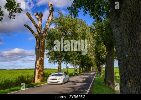 Trebnitz, Deutschland. Oktober 2024. Eine über 100 Jahre alte Eichenallee im Osten Brandenburgs. Der Tag der Avenue findet am 20. Oktober statt. Mit diesem Tag möchte eine Allianz von Naturschützern und Tourismusorganisationen die Aufmerksamkeit auf die Schönheit und Gefahren von baumgesäumten Straßen im Herbst lenken. Im Land Brandenburg gibt es rund 1.800 Kilometer Alleen. Quelle: Patrick Pleul/dpa/Alamy Live News Stockfoto