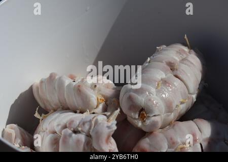 Frisches Kakaobohnenfleisch auf einem Teller Stockfoto