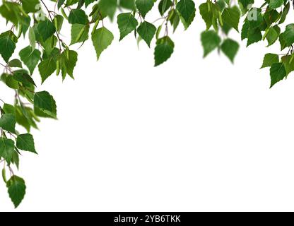 Eckanordnung. Birkenzweige mit jungen grünen Blättern und Birkenknospen isoliert auf weißem Hintergrund als Rahmen. Stockfoto