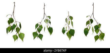 Satz Birkenzweige mit jungen grünen Blättern und Birkenkatzen (Knospen) isoliert auf weißem Hintergrund. Stockfoto