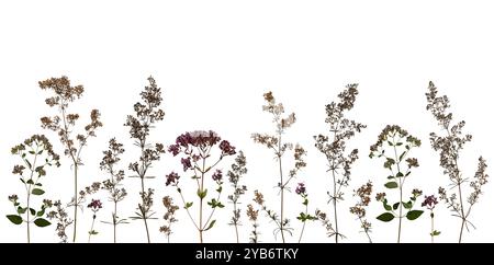 Horizontale Blumenstruktur, Rand. Getrocknete gepresste Wildblumen und Kräuter isoliert auf weiß. Pressfloristik, Oshibana. Stockfoto