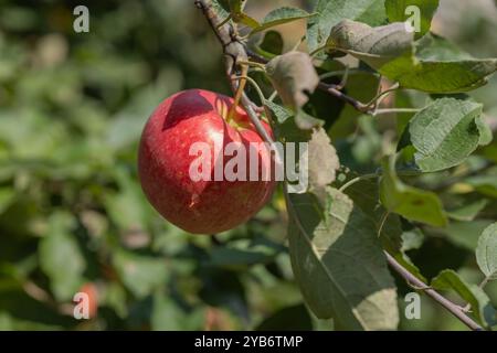 Reifer roter Apfel hängt an einem Ast mit grünen Blättern in einem Obstgarten. Konzept des ökologischen Landbaus, der Ernte von frischen Früchten und der gesunden Ernährung Stockfoto