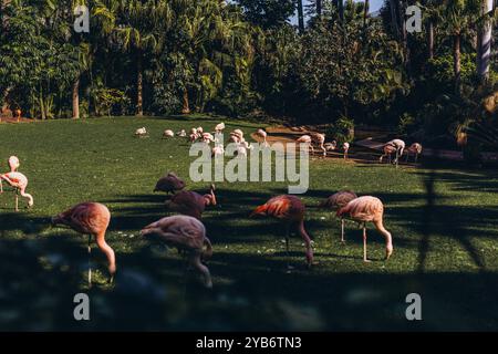 Rosa Flamingos im Park an einem sonnigen Tag. Wunderschöne rosa Flamingos im Park. Hochwertige Fotos Stockfoto