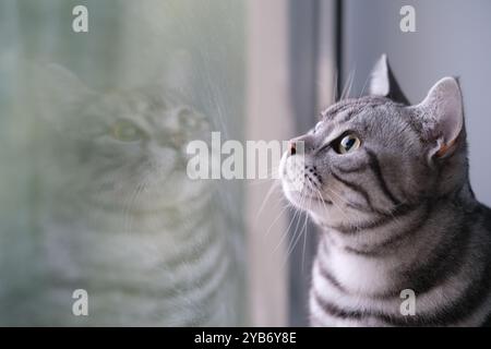 Eine amerikanische Kurzhaar-silberne Tabbykatze blickt mit Reflexion neben das Fenster Stockfoto