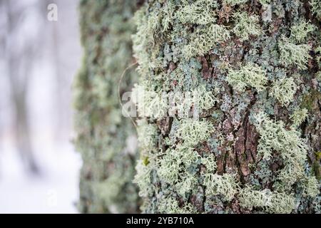 Ein Baum bedeckt mit Blattflechten und buschigen Fruchtflechten. Flechten auf der Baumrinde im Winter. Winterhintergrund Stockfoto